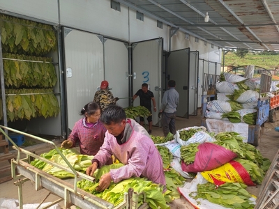 老廠鄉 打造烘烤商品化模式，以生物質燃料加工夯實煙葉趕“烤”之路